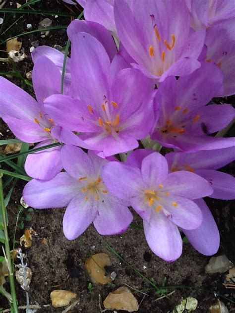 naked flower|Naked Lady (Colchicum)